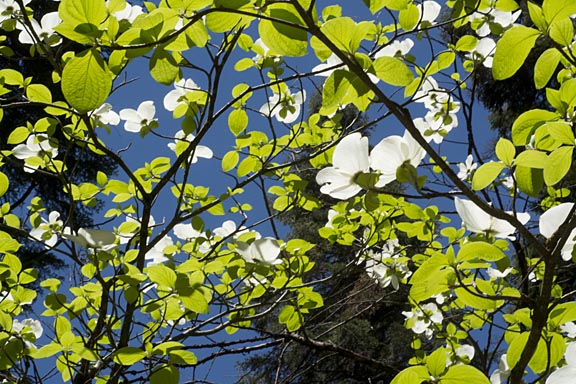 cornus nuttallii 1 graphic